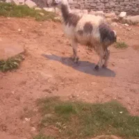 شیشک|حیوانات مزرعه|مسجد سلیمان, |دیوار