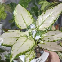 فروش گلهای هیدروپونیکی