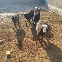 بره نر وماده|حیوانات مزرعه|شال, |دیوار