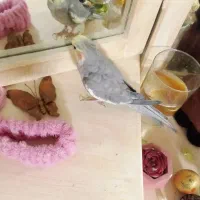 عروس هلندی سیامون سخنگو