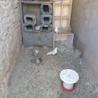 کفتر
