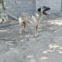واگذاری ماده
