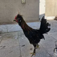 5 عدد خروس نوچه  کاکلی پر پا
