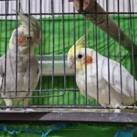 یک جفت عروس هلندی جوان