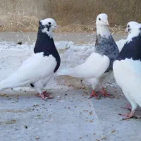 کبوتر طوقی و پلاکی