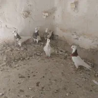 طوقی|پرنده|دزفول, |دیوار