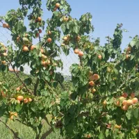 فروش یک قطعه باغ پسته و بادام|فروش زمین و ملک کلنگی|خسروشاه, |دیوار