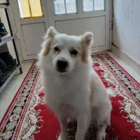 سگ اشپیتز روباهی ۳ ساله