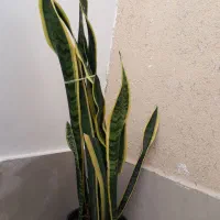 سانسوریا آپارتمانی شیک