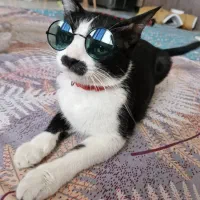 واگذاری رلیگان گربه تاکسیدو