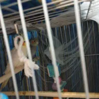 عروس هلندی|پرنده|وحیدیه, |دیوار