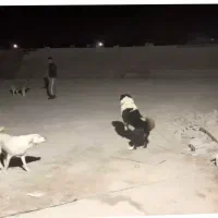 یک عدد سگ نگهبان