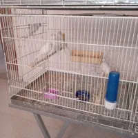 فروش قناری یلو ووایت فاکتور