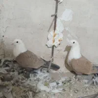 کلاغ کربلایی زرد|پرنده|رادکان, |دیوار