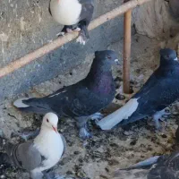 کبوتر طوقی کربلایی دمسفید معاوضه با قناری یا طوطی