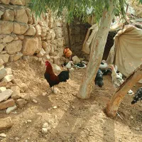 دو عدد خروس کُردی