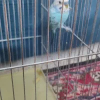 مرغ عشق نر مست مست