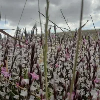 درمانگاه شبانه روزی ایواغلی