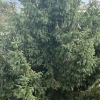 معوضه با آپارتمان