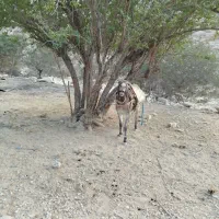 خر خوب فروشی