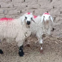 بره بزغاله ماشین پراید آگاهی را درست بخوانید