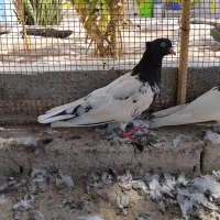 کبوتر|پرنده|بندر کنگان, |دیوار