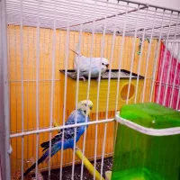 جفت مرغ عشق خاص