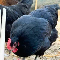 تخم نطفه دار محلی اصل