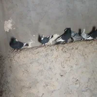 کبوتر سیاه پلنگ