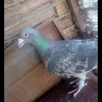 کفتر معاوضه با نر زاغ