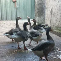 فروش غازوبوقلمون