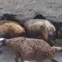 میش بره قیمت توافقی