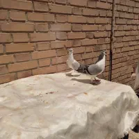 جفت کبوتر شیرازی|پرنده|سوسنگرد, |دیوار