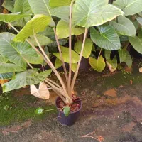 فروش فوری گل بابا آدم|گل و گیاه طبیعی|ری, حمزهآباد|دیوار