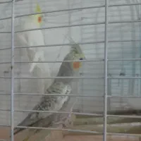 عروس هلندی نروماده سخن گو