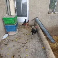 لاری بی نقص