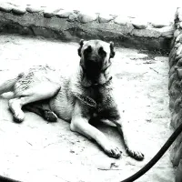 واگزاری توله سرابی