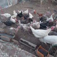 بوقلمون .مرغ وخروس محلی