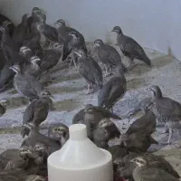 پرورشی 5 ماهه. نر و ماده