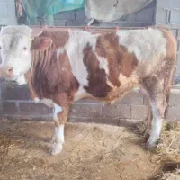 گوساله نرفروشی