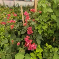 گل کاغذی درتنوع رنگی