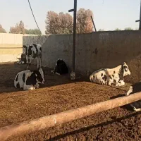 گوساله لاغرها هلشتاین ۲۷۰ کیلودامداری اسکندری