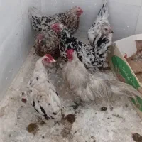 مرغ سالم و سرحال