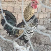 مرغ و خورس نمایشی مینیاتوری