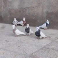 کبوتر طوقی|پرنده|کبودرآهنگ, |دیوار