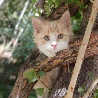 حیوان خانگی