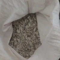 تخمه
