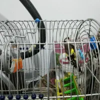 سهره زیبا|پرنده|کرمانشاه, |دیوار