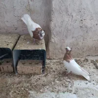 جفت طوقی طوق زرد|پرنده|شیراز, امام حسین|دیوار