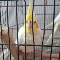 چند عدد عروس هلندی